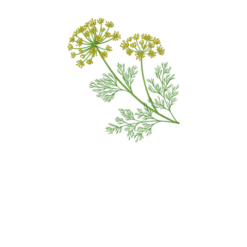 Essential oils are compounds extracted from plants. The oils capture the plant's scent and flavor, or “essence.” Unique aromatic compounds give each essential oil its characteristic essence. Essential oils are obtained through distillation (via steam and/
