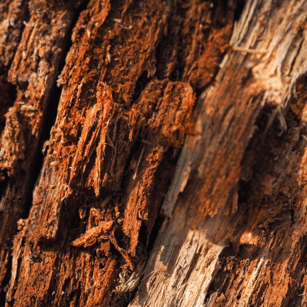 Warm and grounding fragrance collection by Ancient Infusions