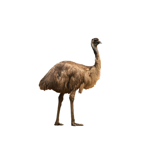 What is Emu Oil? Emu Oil is derived from the fat of the Emu (Kalaya) bird, which is native to Australia. The Emu (Kalaya) bird is a relative to the Ostrich and is the second-largest living bird by height! After it is processed for its red meat, the fat th