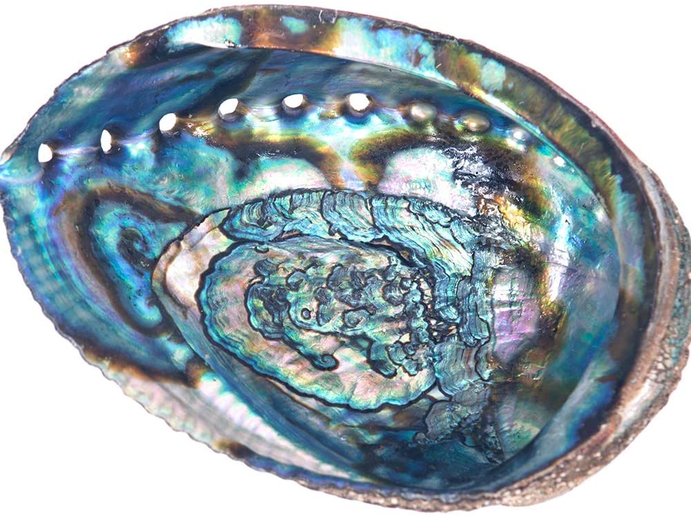Ancient Infusions - Elevate your space with the ethereal beauty of our Abalone Sea Shell.