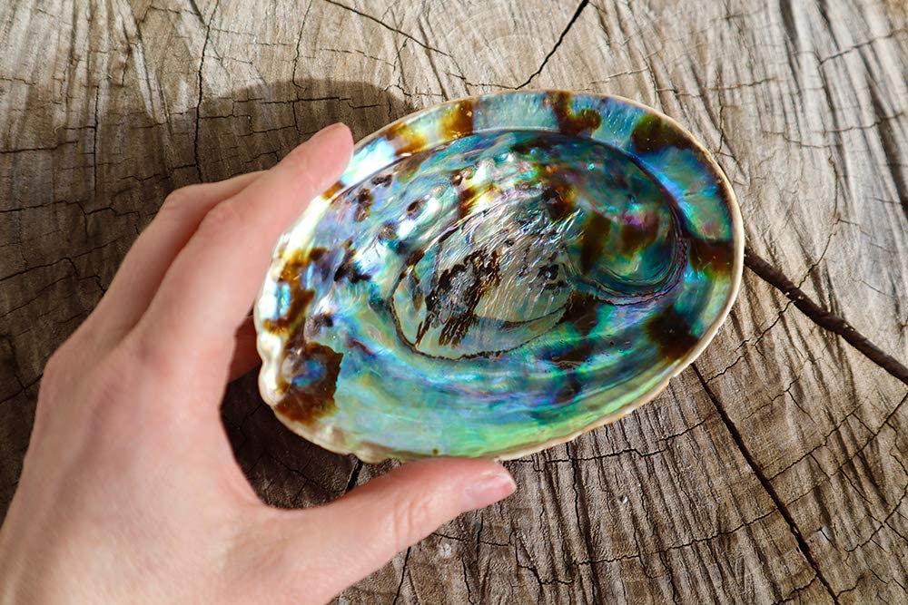 Ethereal Beauty Paua Shell - Experience the iridescence of our 5-inch Abalone Shell.